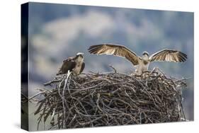 Wyoming, a Young Osprey Flaps it's Wings in Preparation for Fledging as Adult Looks On-Elizabeth Boehm-Stretched Canvas