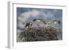 Wyoming, a Young Osprey Flaps it's Wings in Preparation for Fledging as Adult Looks On-Elizabeth Boehm-Framed Photographic Print