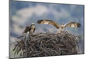 Wyoming, a Young Osprey Flaps it's Wings in Preparation for Fledging as Adult Looks On-Elizabeth Boehm-Mounted Photographic Print