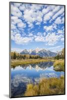 Wyoming, Autumn Color Along Snake River at Schwabacher Landing with Teton Mountains as a Backdrop-Elizabeth Boehm-Mounted Photographic Print