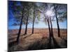 Wyoming, Bridger Teton Nf, the Suns Rays Shine Through Autumn Aspens-Christopher Talbot Frank-Mounted Premium Photographic Print