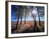 Wyoming, Bridger Teton Nf, the Suns Rays Shine Through Autumn Aspens-Christopher Talbot Frank-Framed Photographic Print