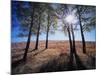 Wyoming, Bridger Teton Nf, the Suns Rays Shine Through Autumn Aspens-Christopher Talbot Frank-Mounted Photographic Print