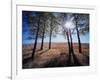 Wyoming, Bridger Teton Nf, the Suns Rays Shine Through Autumn Aspens-Christopher Talbot Frank-Framed Photographic Print