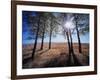 Wyoming, Bridger Teton Nf, the Suns Rays Shine Through Autumn Aspens-Christopher Talbot Frank-Framed Photographic Print