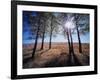 Wyoming, Bridger Teton Nf, the Suns Rays Shine Through Autumn Aspens-Christopher Talbot Frank-Framed Photographic Print