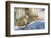 Wyoming, Chipmunk feeds on the seed head of a foxtail grass while standing on a rock.-Elizabeth Boehm-Framed Photographic Print