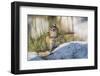 Wyoming, Chipmunk feeds on the seed head of a foxtail grass while standing on a rock.-Elizabeth Boehm-Framed Photographic Print