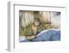 Wyoming, Chipmunk feeds on the seed head of a foxtail grass while standing on a rock.-Elizabeth Boehm-Framed Photographic Print