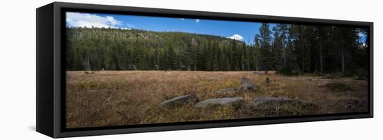 Wyoming Forest Clearing-Steve Gadomski-Framed Stretched Canvas