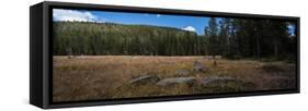 Wyoming Forest Clearing-Steve Gadomski-Framed Stretched Canvas