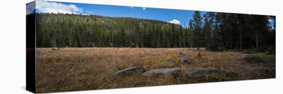 Wyoming Forest Clearing-Steve Gadomski-Stretched Canvas