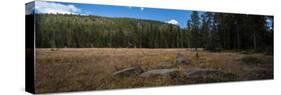 Wyoming Forest Clearing-Steve Gadomski-Stretched Canvas