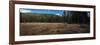 Wyoming Forest Clearing-Steve Gadomski-Framed Photographic Print
