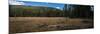 Wyoming Forest Clearing-Steve Gadomski-Mounted Photographic Print