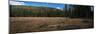 Wyoming Forest Clearing-Steve Gadomski-Mounted Premium Photographic Print