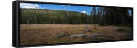 Wyoming Forest Clearing-Steve Gadomski-Framed Stretched Canvas