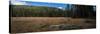 Wyoming Forest Clearing-Steve Gadomski-Stretched Canvas