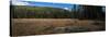 Wyoming Forest Clearing-Steve Gadomski-Stretched Canvas