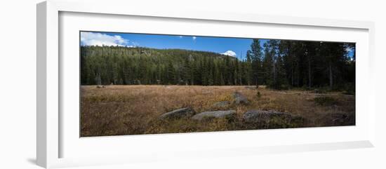 Wyoming Forest Clearing-Steve Gadomski-Framed Photographic Print