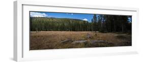 Wyoming Forest Clearing-Steve Gadomski-Framed Photographic Print