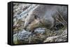 Wyoming, Grand Teton National Park, a Beaver Climbs over it's Dam at Schwabacher Landing-Elizabeth Boehm-Framed Stretched Canvas