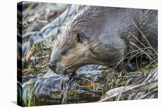 Wyoming, Grand Teton National Park, a Beaver Climbs over it's Dam at Schwabacher Landing-Elizabeth Boehm-Stretched Canvas