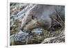 Wyoming, Grand Teton National Park, a Beaver Climbs over it's Dam at Schwabacher Landing-Elizabeth Boehm-Framed Premium Photographic Print