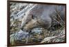 Wyoming, Grand Teton National Park, a Beaver Climbs over it's Dam at Schwabacher Landing-Elizabeth Boehm-Framed Premium Photographic Print