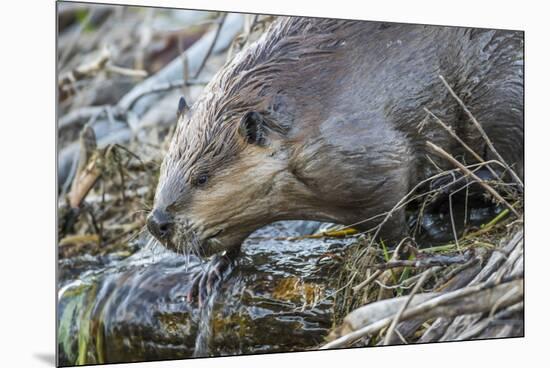 Wyoming, Grand Teton National Park, a Beaver Climbs over it's Dam at Schwabacher Landing-Elizabeth Boehm-Mounted Premium Photographic Print