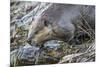 Wyoming, Grand Teton National Park, a Beaver Climbs over it's Dam at Schwabacher Landing-Elizabeth Boehm-Mounted Premium Photographic Print