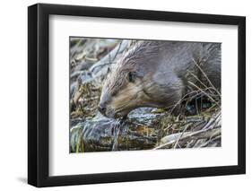 Wyoming, Grand Teton National Park, a Beaver Climbs over it's Dam at Schwabacher Landing-Elizabeth Boehm-Framed Premium Photographic Print