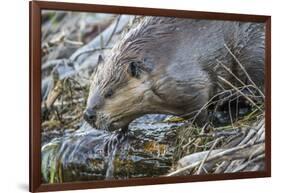 Wyoming, Grand Teton National Park, a Beaver Climbs over it's Dam at Schwabacher Landing-Elizabeth Boehm-Framed Photographic Print