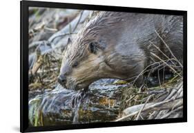 Wyoming, Grand Teton National Park, a Beaver Climbs over it's Dam at Schwabacher Landing-Elizabeth Boehm-Framed Photographic Print