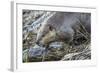 Wyoming, Grand Teton National Park, a Beaver Climbs over it's Dam at Schwabacher Landing-Elizabeth Boehm-Framed Photographic Print