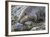 Wyoming, Grand Teton National Park, a Beaver Climbs over it's Dam at Schwabacher Landing-Elizabeth Boehm-Framed Photographic Print