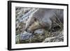 Wyoming, Grand Teton National Park, a Beaver Climbs over it's Dam at Schwabacher Landing-Elizabeth Boehm-Framed Photographic Print