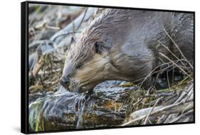 Wyoming, Grand Teton National Park, a Beaver Climbs over it's Dam at Schwabacher Landing-Elizabeth Boehm-Framed Stretched Canvas