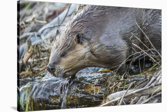 Wyoming, Grand Teton National Park, a Beaver Climbs over it's Dam at Schwabacher Landing-Elizabeth Boehm-Stretched Canvas