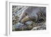 Wyoming, Grand Teton National Park, a Beaver Climbs over it's Dam at Schwabacher Landing-Elizabeth Boehm-Framed Photographic Print