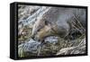 Wyoming, Grand Teton National Park, a Beaver Climbs over it's Dam at Schwabacher Landing-Elizabeth Boehm-Framed Stretched Canvas