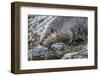 Wyoming, Grand Teton National Park, a Beaver Climbs over it's Dam at Schwabacher Landing-Elizabeth Boehm-Framed Photographic Print