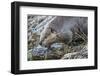 Wyoming, Grand Teton National Park, a Beaver Climbs over it's Dam at Schwabacher Landing-Elizabeth Boehm-Framed Photographic Print