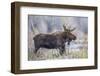 Wyoming, Grand Teton National Park, a Bull Moose Stands Along a River Bank in the Autumn-Elizabeth Boehm-Framed Photographic Print