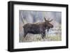 Wyoming, Grand Teton National Park, a Bull Moose Stands Along a River Bank in the Autumn-Elizabeth Boehm-Framed Photographic Print