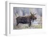 Wyoming, Grand Teton National Park, a Bull Moose Stands Along a River Bank in the Autumn-Elizabeth Boehm-Framed Photographic Print