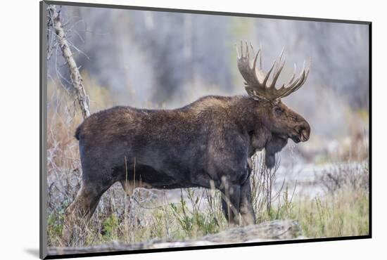 Wyoming, Grand Teton National Park, a Bull Moose Stands Along a River Bank in the Autumn-Elizabeth Boehm-Mounted Photographic Print