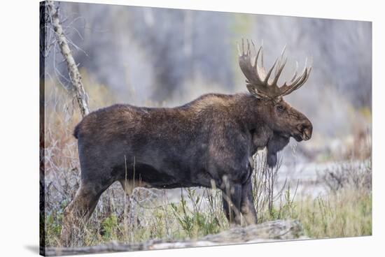 Wyoming, Grand Teton National Park, a Bull Moose Stands Along a River Bank in the Autumn-Elizabeth Boehm-Stretched Canvas