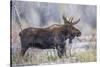 Wyoming, Grand Teton National Park, a Bull Moose Stands Along a River Bank in the Autumn-Elizabeth Boehm-Stretched Canvas