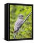 Wyoming, Grand Teton National Park, an Adult Great Gray Owl Roosts on a Branch-Elizabeth Boehm-Framed Stretched Canvas